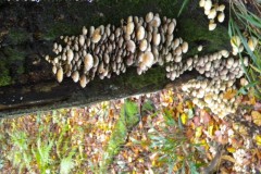 DSCN0649